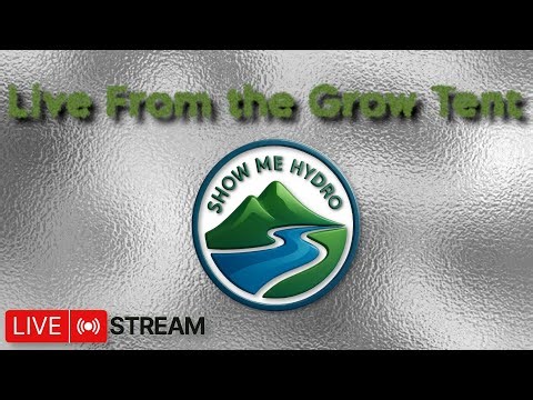 Growing Lilac Diesel & Donutz Triploid in RDWC