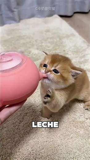 The Little Cat Became a Priority 🤯❤️