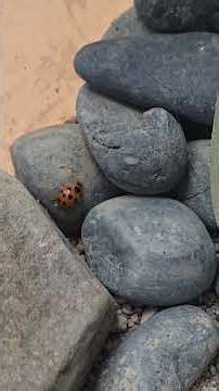 Ladybug walks around the rocks. 小瓢蟲石頭散步
