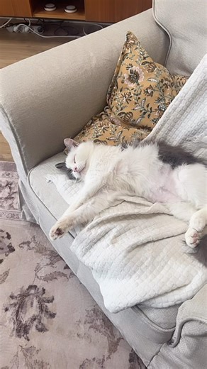 Mon chat a pissé sur mon ordi…vis ma vie.
