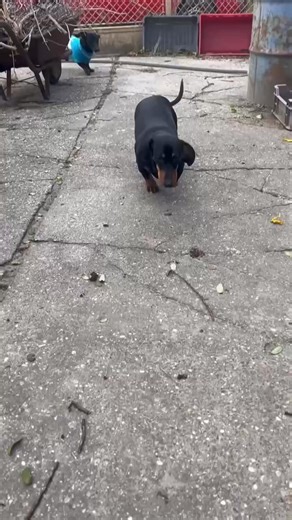 19K views · 936 reactions | Na csá fater藍 | Csaba Kaldenecker Veszett Höri | Facebook