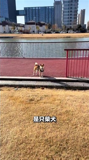 Rescued Shiba Inu: The Heartwarming Tale of an Unwanted Pup's Journey