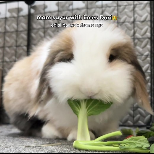 kaget dua kali langsung ga mood makan, padahal biasa makan langsung sampe habis😂 . videonya 8 menit nih, siapa yang mau video asmr dori makann?🙋🏻‍♀️ #kelinci #rabbit