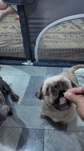 24K views · 285 reactions | hahaha | Ace Gaming | Facebook