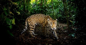 Nature:Super Cats: A NATURE Miniseries Season 37 Episode 1