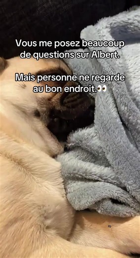 Albert et ses réponses inattendues sur l'indice