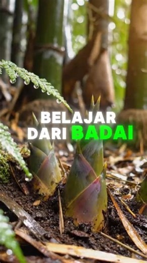 Belajar Dari Badai #bambu #fleksibel #fleksibilitas