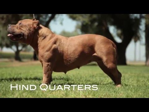 UNDERSTANDING THE AMERICAN BULLY BREED STANDARD (RE-UP)
