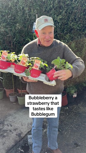 #add WEBSHOP https://pergolanurseries.ecwid.com Bubbleberry a strawberry that tastes like Bubblegum. Available in Webshop for delivery 🚚 WEBSHOP https://pergolanurseries.ecwid.com . Available in WEBSHOP https://pergolanurseries.ecwid.com ALL IRELAND DELIVERY 🚚 32 Counties Pergola Nurseries Garden Corner, Virginia, Co Cavan “A gardeners oasis of quality plants “ Open Tuesday to Saturday 10.3-5 Open Sundays 2-5 #fyp #grow #gardenideas #gardening