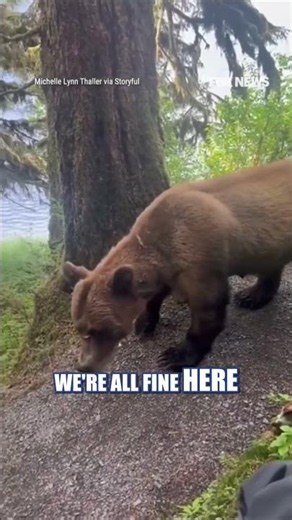 WATCH: Hikers have TERRIFYING encounter with grizzly bear #foxnews #shorts #animals