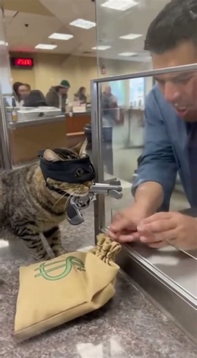 Cat Robs a Bank… and Gets Away with It?! 🐱💰🚨CatRobbery #FunnyCat #PetComedy #BankHeist #cats #sora2