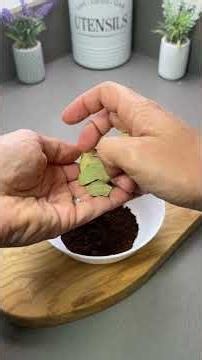 Homemade repellent that works in minutes #DIY #HomeHacks
