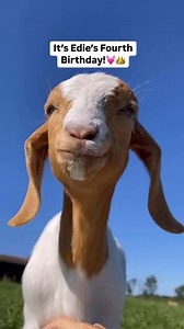 11K views · 1.2K reactions | Happy Fourth Birthday,...