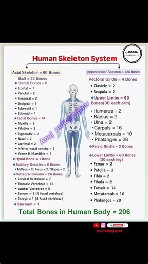 Human Skeleton System