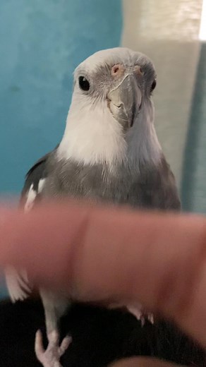 Cockatiel Singing Cookie Song and Savage Love to a finger #cockatiel #cutebird #reels #parrotlover #birds #parrotsofinstagram #Tiktok #fyp #fbreels #savagelove #cookies #lovebirds | SweetLemon Tv