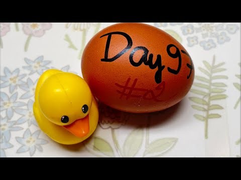 RAW EGG PEELING LIVE - DAY 97 #2