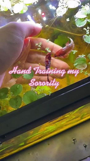 Hand Training Betta Fish: Clips and Tips