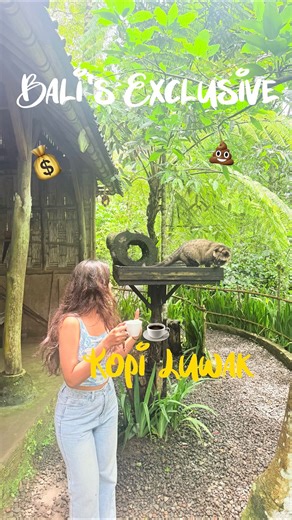 Sam on Instagram: "Trying the Bali’s exclusive cat poop coffee💰🐱💩☕️ @pemulan_bali @pemulanbaliexperience Kopi Luwak is made using a unique natural process. Civet cats eat ripe coffee cherries, and the beans pass through their digestive system. During digestion, enzymes break down proteins in the beans, reducing bitterness. The beans are then collected from the droppings, thoroughly cleaned, dried, and roasted, resulting in a smooth, low-acid coffee with a distinctive flavor. (Cat poop coffee 