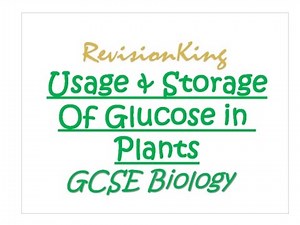 Usage & Storage Of Glucose in Plants - Quick GCSE Biology Revision - RevisionKing