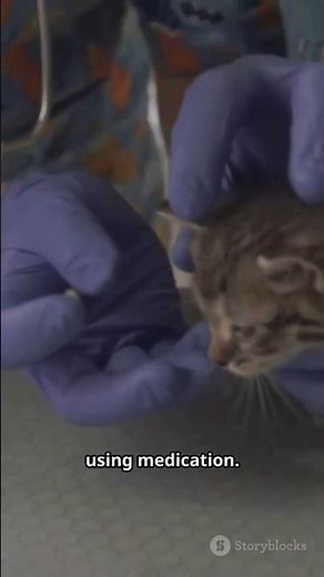 Don’t Use Flea Shampoo on a Kitten Until You Watch This
