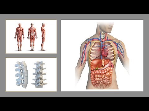 Emberi test jellemzői, fő részei, síkjait, irányai. Betegség fogalma