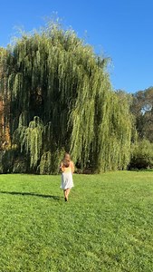 33K views · 98 reactions | my favorite tree in New York :) | Storytime App | Facebook