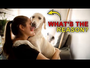 Why Dogs Lick People: The Hidden Meaning Behind the Behavior