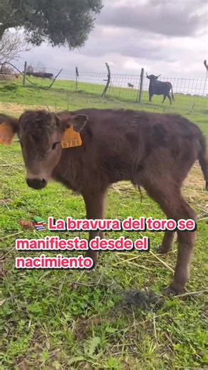 La bravura del toro desde su nacimiento