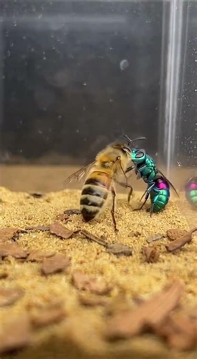 Flying Insects Faceoff – Honey Bee vs Cuckoo Wasp