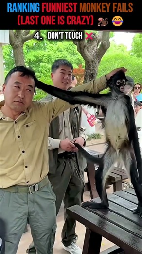 Ranking funniest monkey fails (LAST ONE IS TOO FAR) 🐒💀