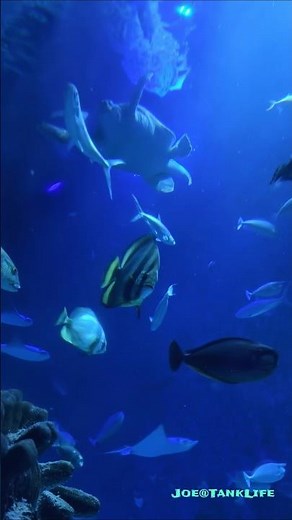 🐋📘 Large Marine Fish Swimming in a Deep Ocean Display Tank 🪸🌊