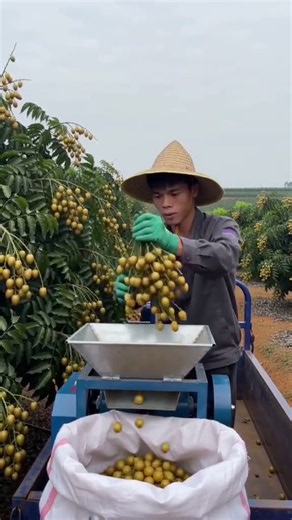 ⚙️Longan Threshing: Using a Compact Motorized Machine to Quickly Remove Longan Fruit from Branches
