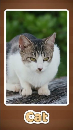 Cat for Kids 🐱 | Learn Animal Names & Voices