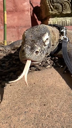 A sloooow mo tongue flick from Daenerys the Komodo dragon! 🦎 🐉 #australia #komododragon #lizard