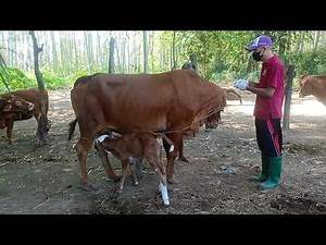 Cara Agar Sapi Beranak Setiap Tahun