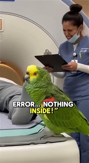 Parrot Roasts the MRI Patient While the Nurse Breaks Down Laughing 😂🦜