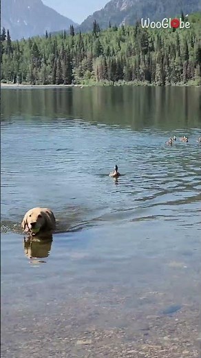 Dog vs. Duck: Golden Retriever Chased by Protective Mama Duck || WooGlobe