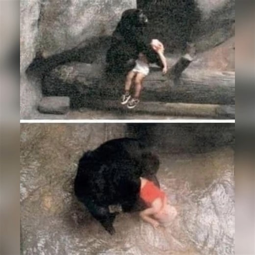 🐵💛 On August 16, 1996, at the Brookfield Zoo near Chicago, something extraordinary happened — not just rare, but deeply human in its emotion. ( Full story below 👇) | Next Curiosity