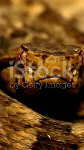 Top 5 Most Venomous Animals on Earth #snake #animals #wildlife #reptiles #facts