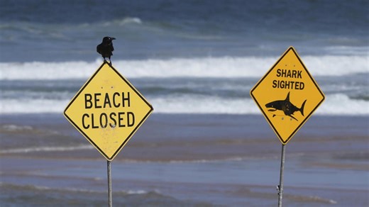 Sydney’s Northern Beaches closed for 48 hours after three shark attacks