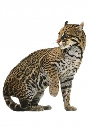 Sound Effects - Ocelot Growling Burrow