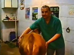 Urine retention (ruptured bladder) - dorsal urethrotomy Urinretention und gebrochene Blase