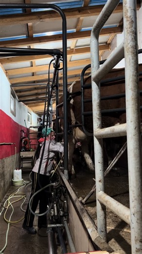 Babo💙🫶🏼 @MEMICI #farmamemic #agriculture #farm #cows #milk #productplacement #foryoupage #fyp #cazin #krajina #girlspower #father #daddysgirl #work #hardworking #enjoy #happiness #farming #bosnia #croatia #serbia #balkan #bosna #tiktok #viral #ovajzivotnijelak #poljoprivreda #poljoprivrednik #2k25 #fyppppppppppppppppppppppppppppppppppp #flex #dzejramadanovski #relax