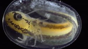 Les incroyables images du développement d'une cellule en organisme vivant (VIDEO)