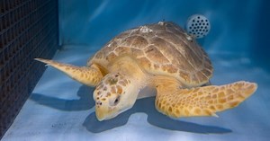 Sea turtle recovering at Virginia Aquarium after rescue