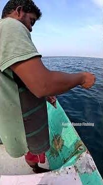 Live Prawn Fishing Secrets: How to Hook Trevally in Deep Water #fishing #fish #handfish