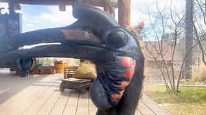 29K views · 1.5K reactions | We are excited to announce that a new...