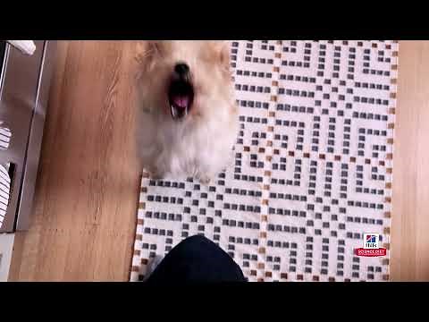 Hill’s Science Diet: Science Did That