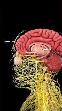🧠 The Human Brain: The Command Center of the Body 🧠