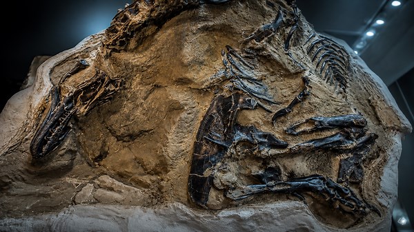 The most important dinosaur fossil ever discovered, scientists couldn’t ignore it
